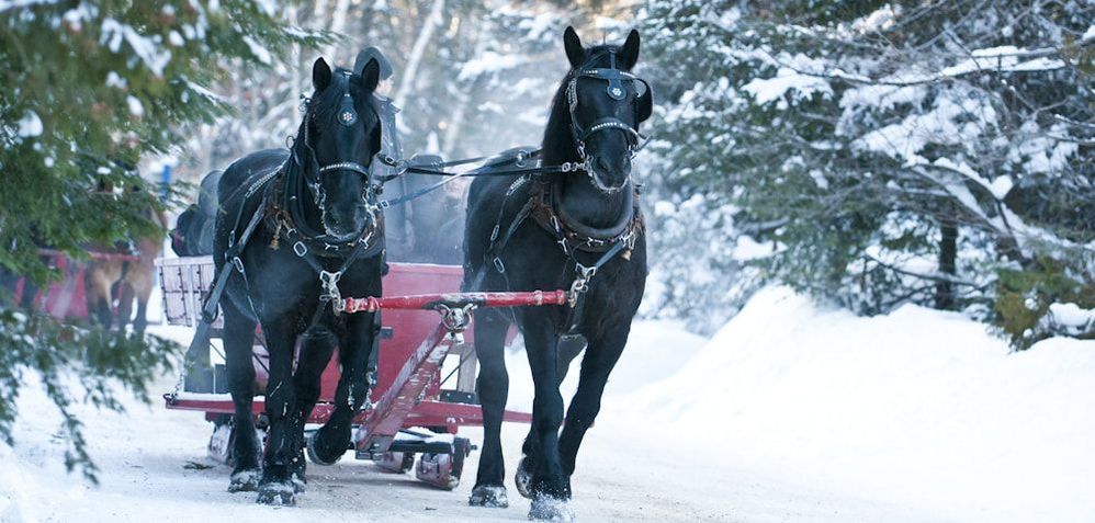 Sleigh Ride - The Key to a Perfect Winter Wedding - Blogue / Blog – Hôtels Gouverneur