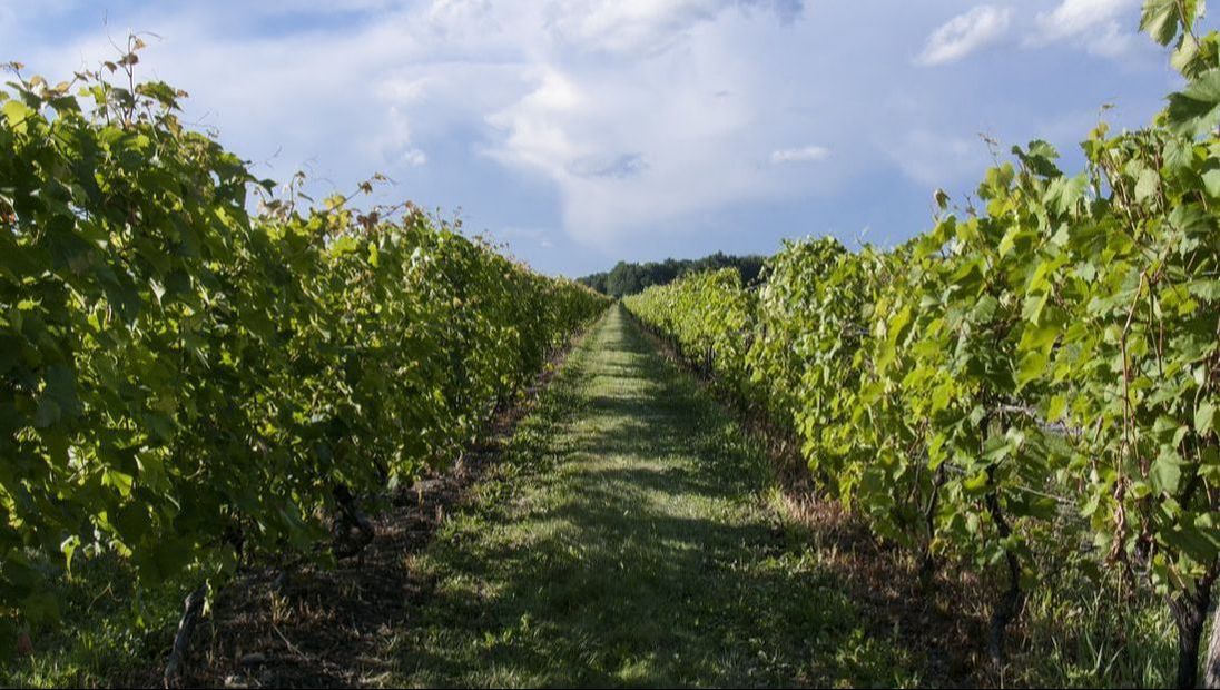 Ten of Quebec’s Most Beautiful Vineyards - Blogue / Blog – Hôtels Gouverneur