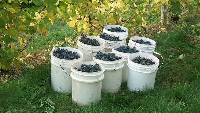 Domaine Côtes d'Ardoise - Ten of Quebec’s Most Beautiful Vineyards - Blogue / Blog – Hôtels Gouverneur