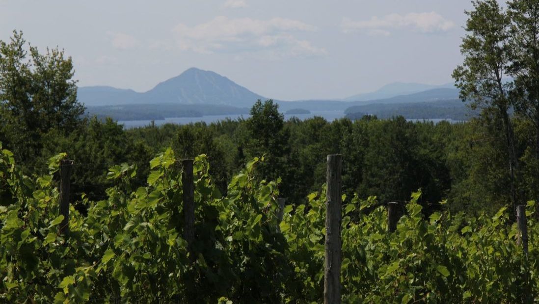 Vignoble d'Orford - Ten of Quebec’s Most Beautiful Vineyards - Blogue / Blog – Hôtels Gouverneur
