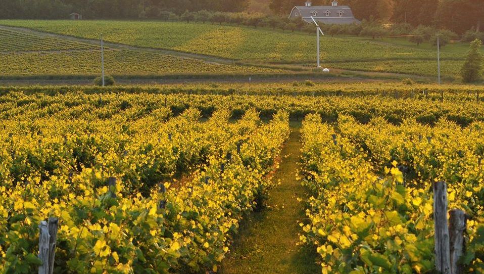 Vignoble de l'Orpailleur - Ten of Quebec’s Most Beautiful Vineyards - Blogue / Blog – Hôtels Gouverneur