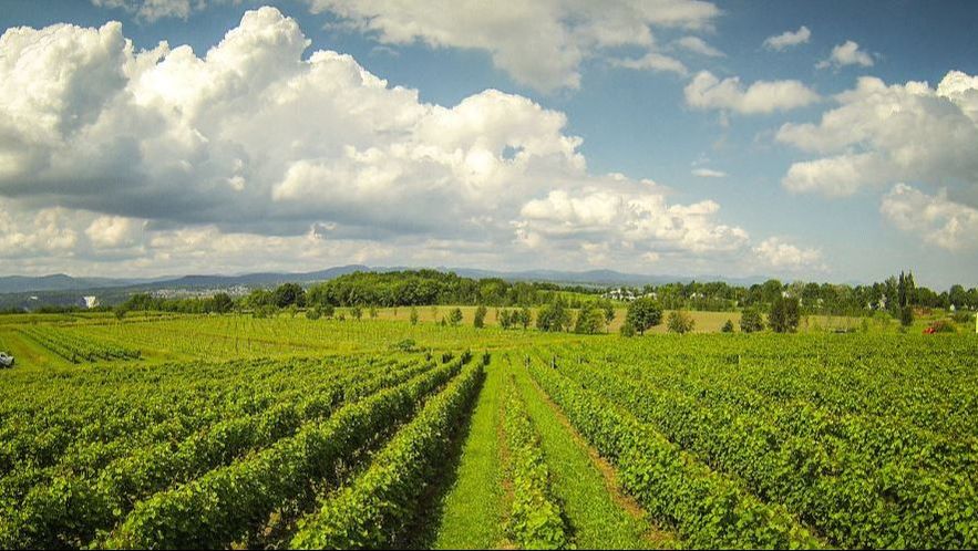 Vignoble Sainte Petronille - Ten of Quebec’s Most Beautiful Vineyards - Blogue / Blog – Hôtels Gouverneur